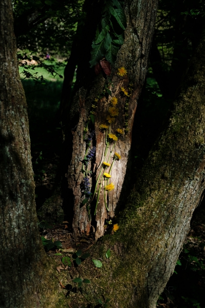 Land_Art_fleurs_Arbres03