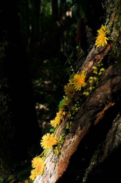 Land_Art_fleurs_Arbres05