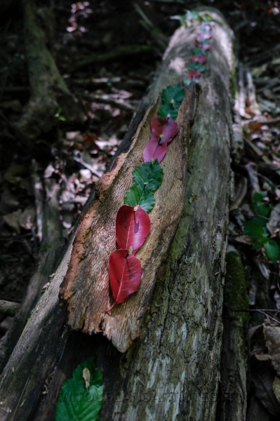 Land_Art_fleurs_Arbres06