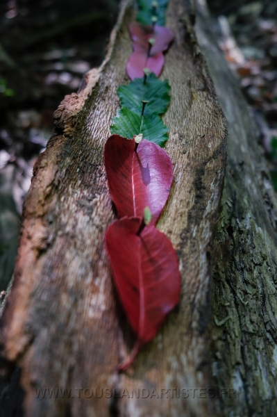 Land_Art_fleurs_Arbres07