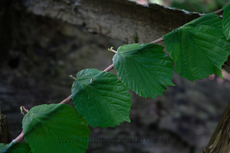 Land_Art_fleurs_Arbres08