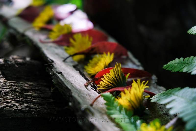 Land_Art_fleurs_Arbres09