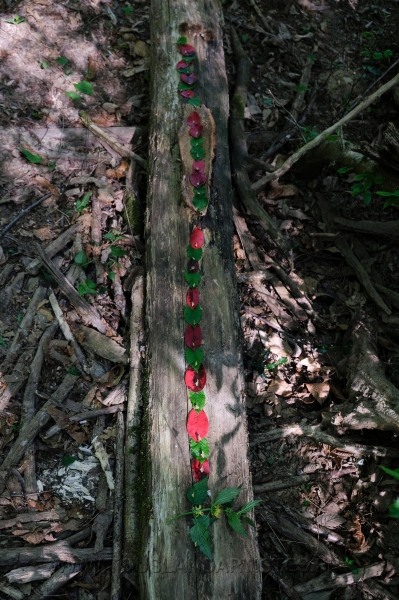 Land_Art_fleurs_Arbres10