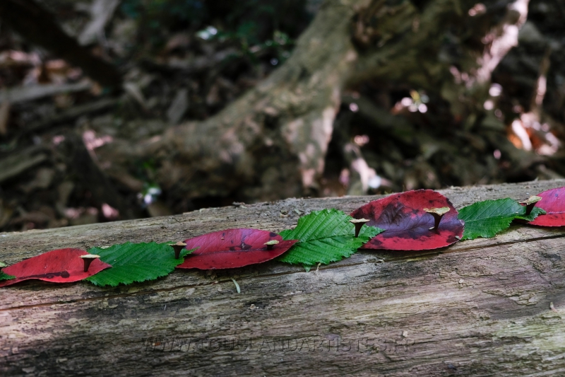 Land_Art_fleurs_Arbres11