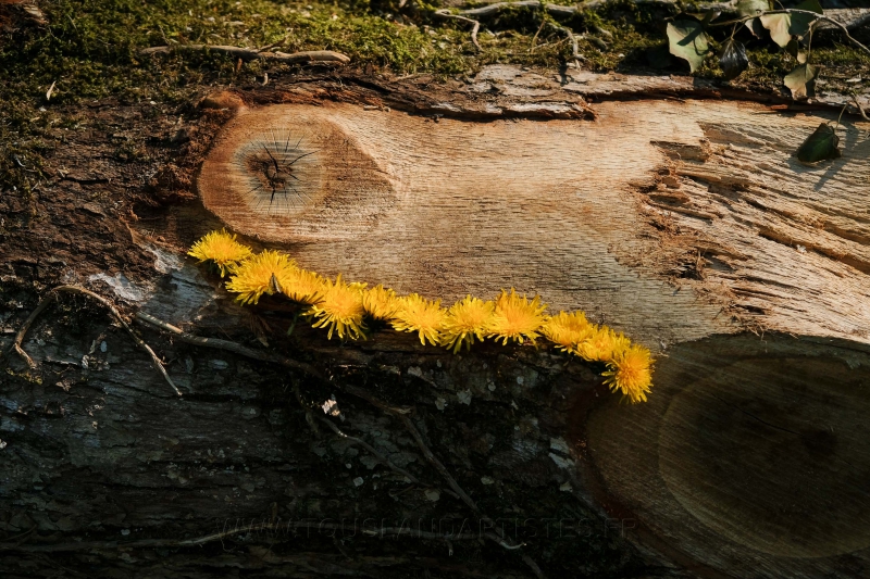 Land_Art_fleurs_Arbres12