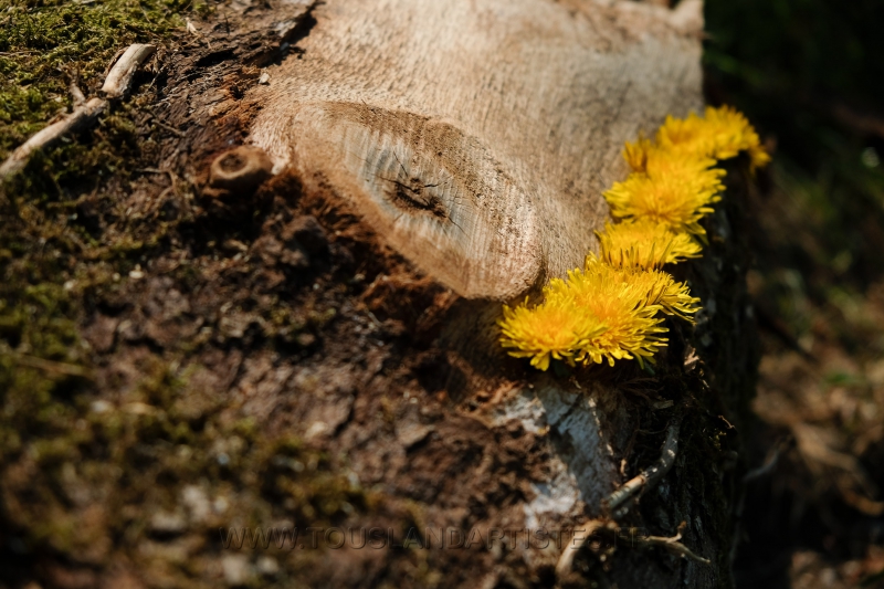 Land_Art_fleurs_Arbres13