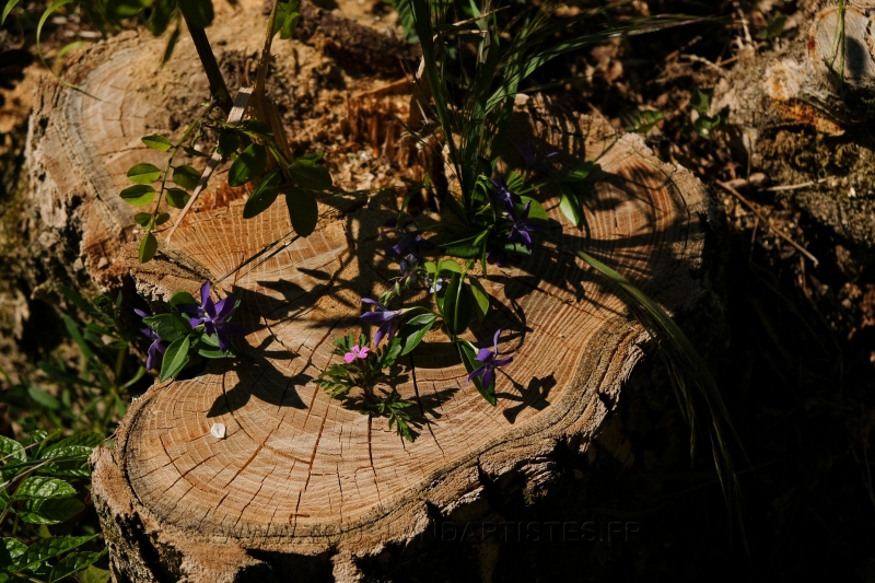 Land_Art_fleurs_Arbres14