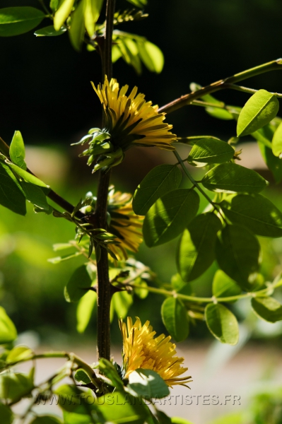 Land_Art_fleurs_Arbres16