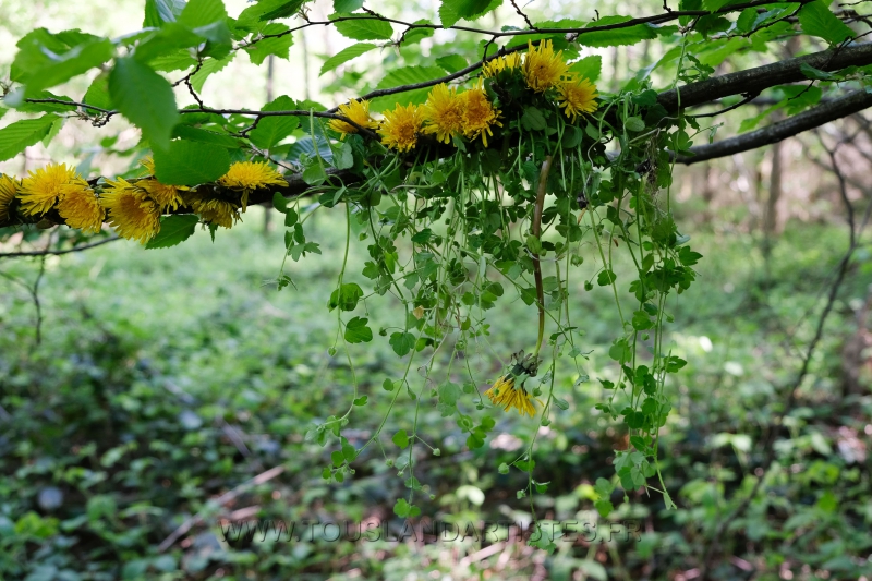 Land_Art_fleurs_Arbres18