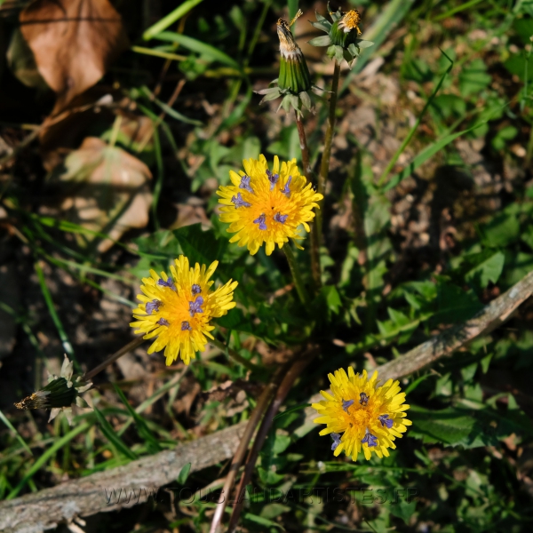 Land_Art_fleurs_Arbres20