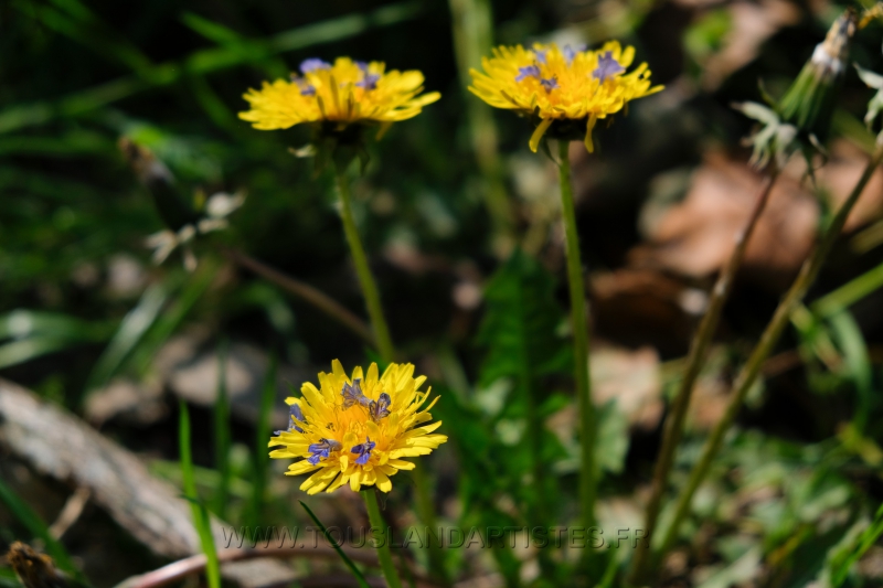 Land_Art_fleurs_Arbres21