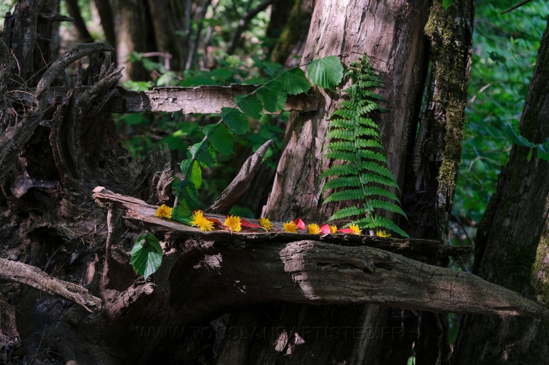 Land_Art_fleurs_Arbres22