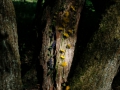 Land_Art_fleurs_Arbres03