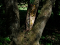 Land_Art_fleurs_Arbres04