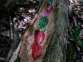 Land_Art_fleurs_Arbres06