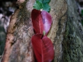 Land_Art_fleurs_Arbres07