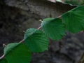 Land_Art_fleurs_Arbres08