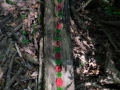 Land_Art_fleurs_Arbres10