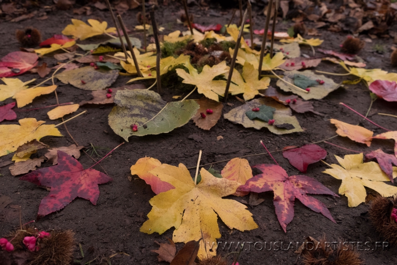 Virignin_automne_GS_CP