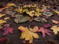 Virignin_automne_GS_CP