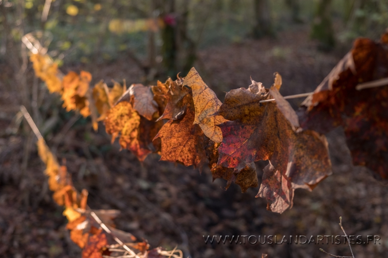 Virignin_automne_GS_CP-4