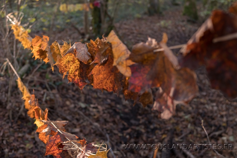 Virignin_automne_GS_CP-5