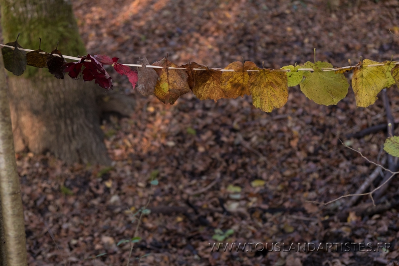 Virignin_automne_GS_CP-6