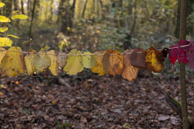 Virignin_automne_GS_CP-7