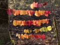 Virignin_automne_GS_CP-11