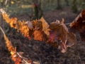 Virignin_automne_GS_CP-4