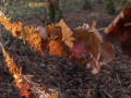 Virignin_automne_GS_CP-5