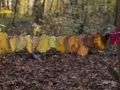 Virignin_automne_GS_CP-7