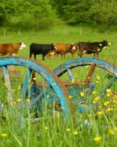 Ferme_Marais_Charette